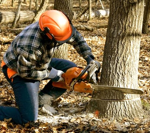 Tree Removal in Camden On Gauley, WV